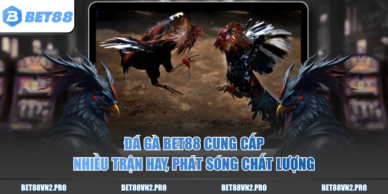 Đá gà BET88 cung cấp nhiều trận hay, phát sóng chất lượng