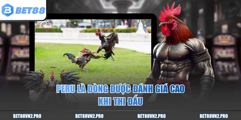 Peru là dòng được đánh giá cao khi thi đấu
