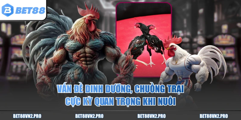 Vấn đề dinh dưỡng, chuồng trại cực kỳ quan trọng khi nuôi